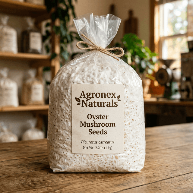 Oyster Mushroom Seeds (Spawn) - Premium quality High-Yielding Strain from Agronex Naturals Gujarat
